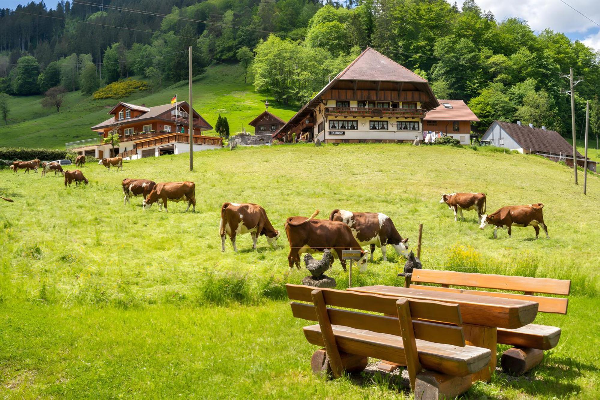 Hotel Josenhof Wolfach Esterno foto